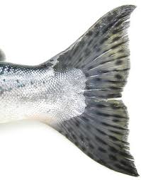 short silver fish tail
