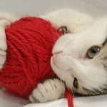 Cat eating red yarn ball