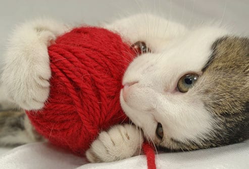 Cat eating red yarn ball