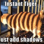 Lolcat tiger stripes